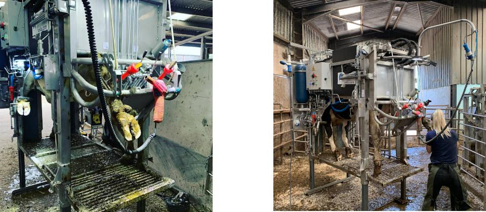 Image of Scenes from a busy day of hoof trimming on a Monmouthshire farm