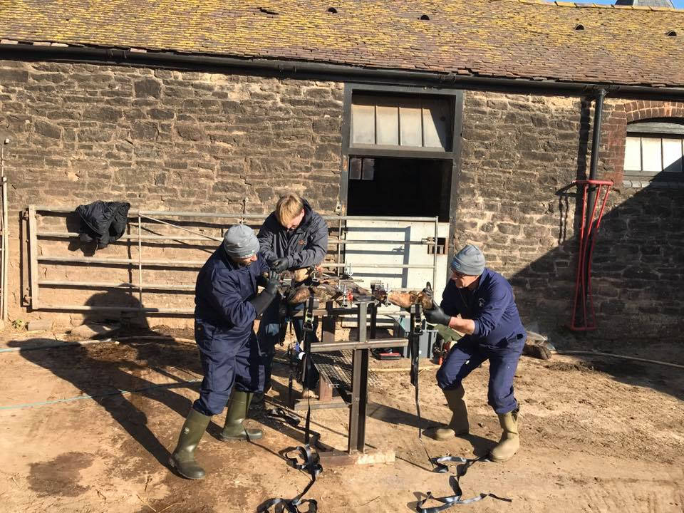 Image of Cattle Foot Trimming Trainees on Our Courses
